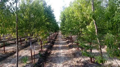 Red sandalwood trees cultivation
                           