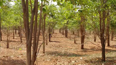 Sandalwood farming