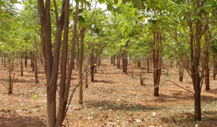 Sandalwood farming
  