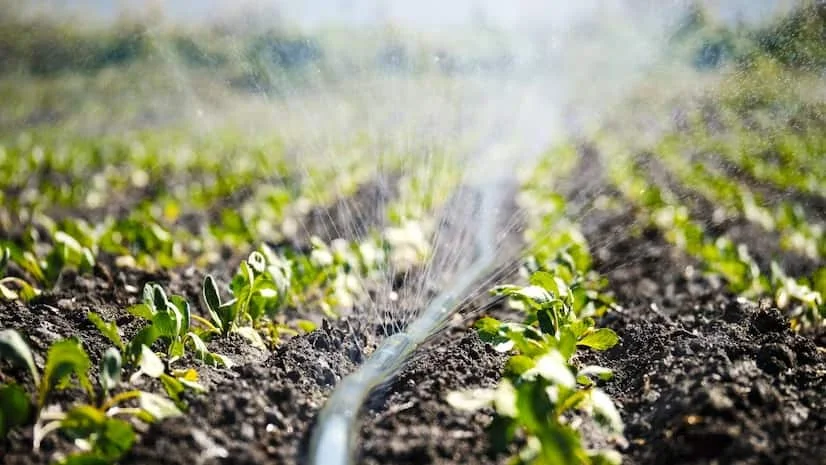 Drip Irrigation
                                